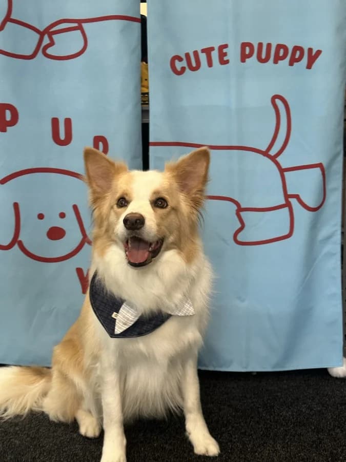 Leo after a full groom