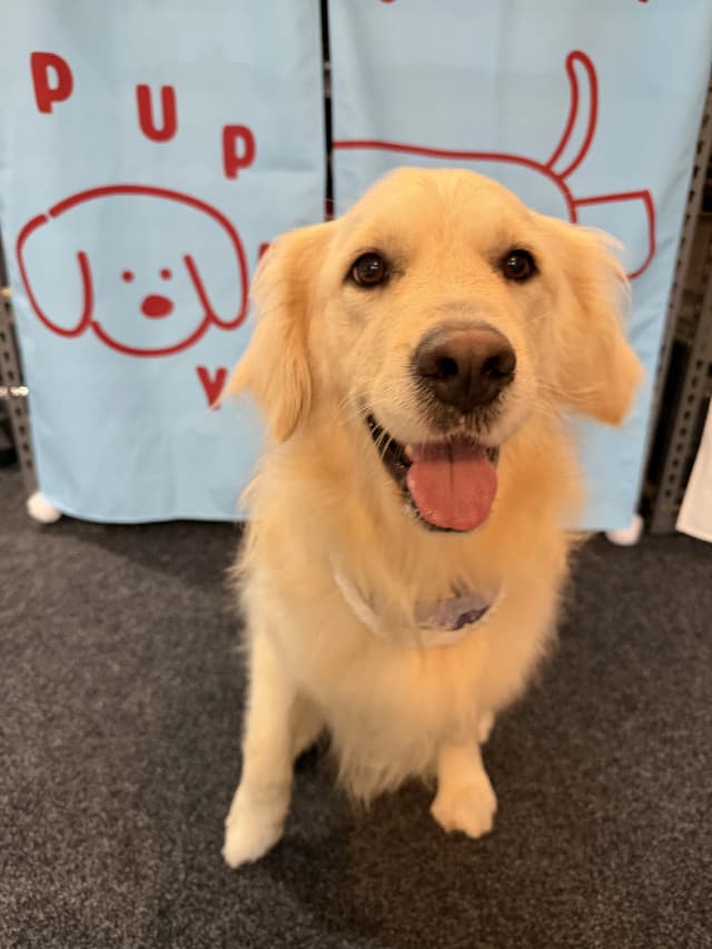 Mino after grooming at Pawdora