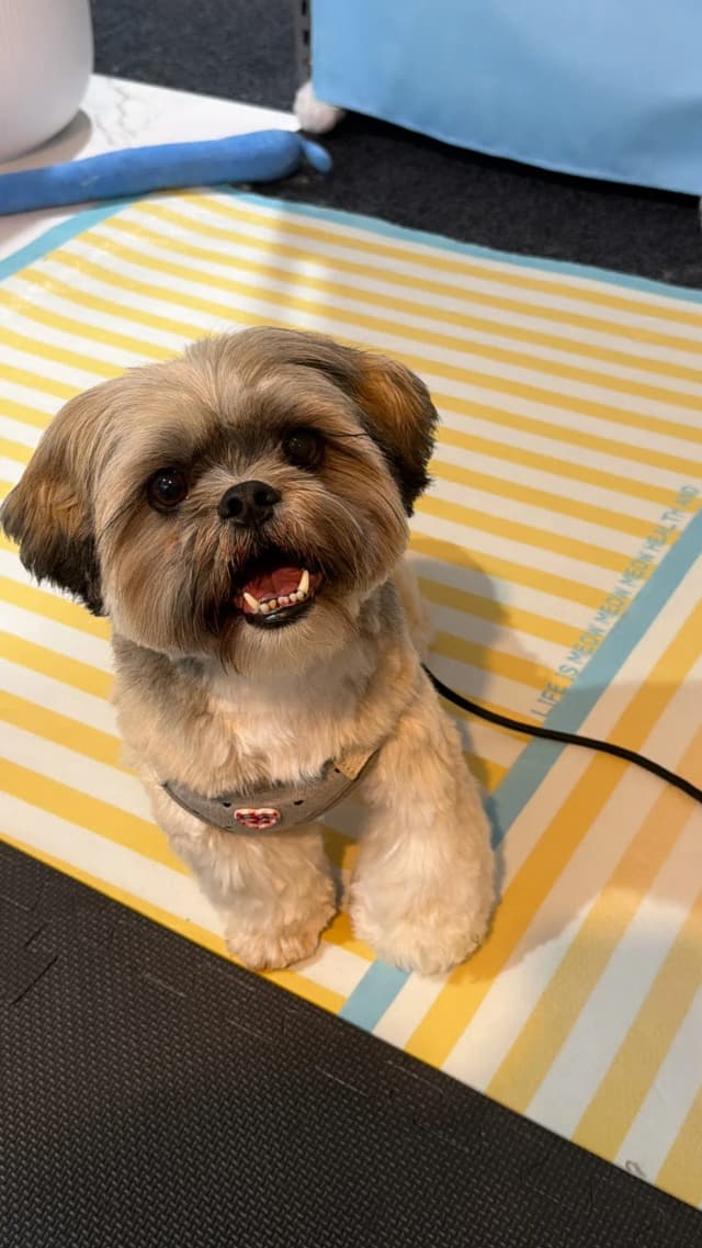 Cookie after grooming at Pawdora