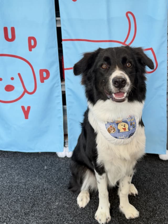 Daisy after grooming at Pawdora